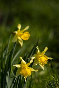 The daffodil, Narcissus pseudonarcissus, yellow narcissus flowers in a park, springtime