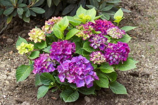 violet hortensia flowers in the garden
