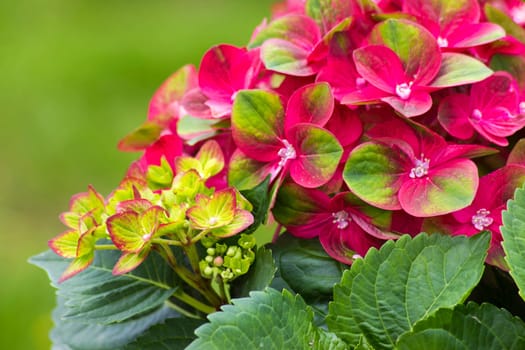 red hortensia flowers in the garden