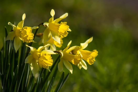 The daffodil, Narcissus pseudonarcissus, yellow narcissus flowers in a park, springtime