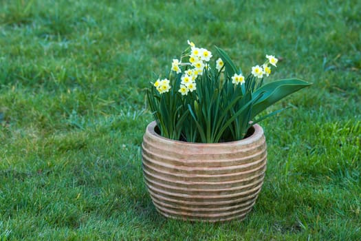 The daffodil, Narcissus pseudonarcissus, white narcissus flowers in a pot, springtime