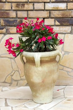 oleander flowers in a clay amphora