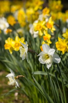The daffodil, Narcissus pseudonarcissus, yellow and white narcissus flowers in a park, springtime