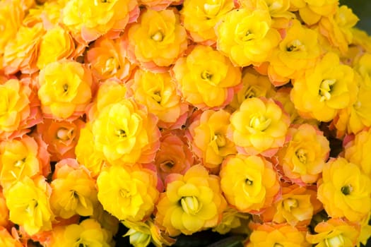 yellow kalanchoe flowers - background