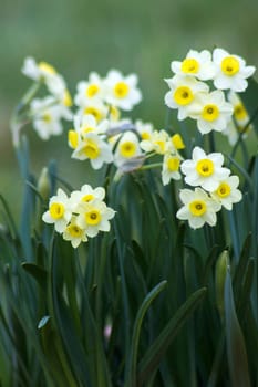 The daffodil, Narcissus pseudonarcissus, white narcissus flowers in a garden, springtime