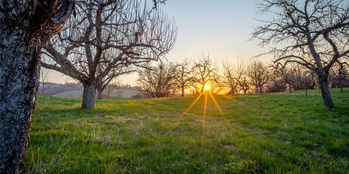 Sunrise with sunstar between fruit trees landscape