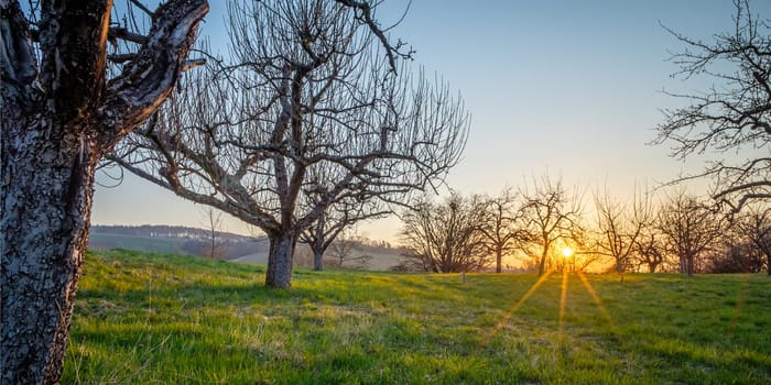 Apple trees in sunrise sunstar back lit landscape