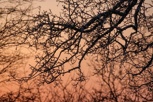 Branches of an old apple tree in morning back lit