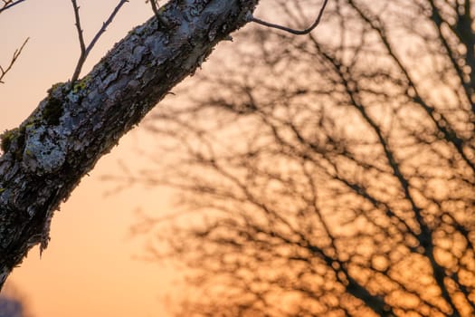 Branch with old bark of an apple tree plant