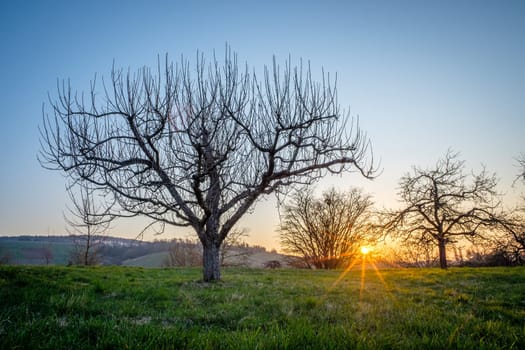 Sunrise in an orchard with apple trees in springtime with sunbeams