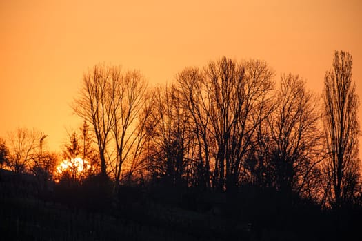 Sunrise behind bushes and trees landscape