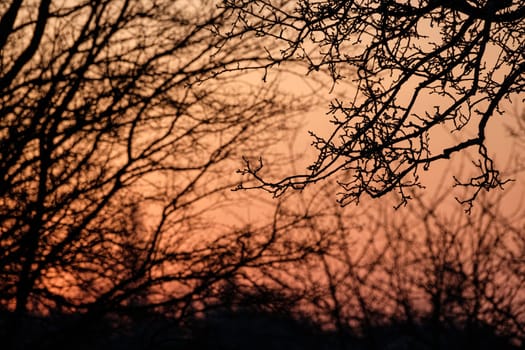 Branches and trees plants in the morning back lit