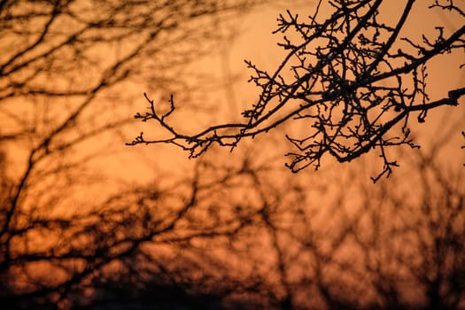 Close-up of apple tree branches and twigs in morning light