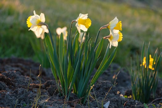 Daffodil (Narcissus pseudonarcissus) flower plant in eastern spring
