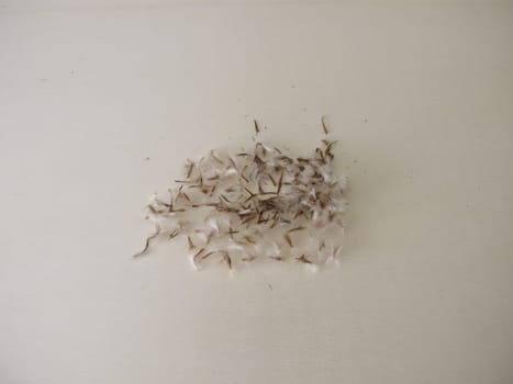 Seeds from flowering plant Gazania, Treasure Flower