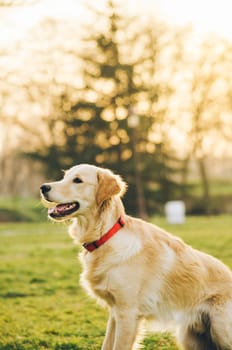 Dog playing in the park