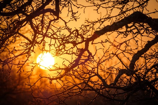 Sun in sunrise between gnarled apple tree branches landscape