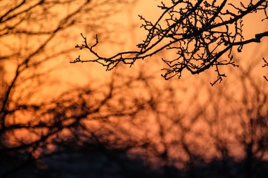 Close-up branch apple tree in orange morning back lit