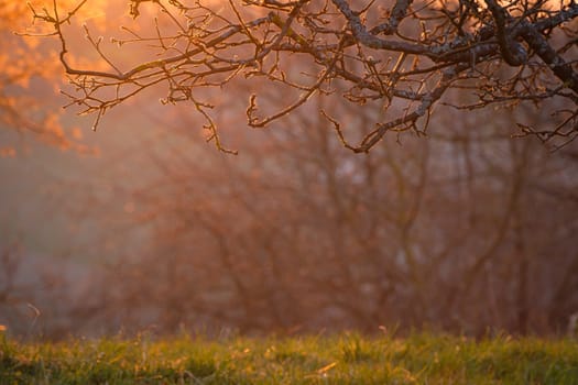 Apple tree branches in springtime back lit scene