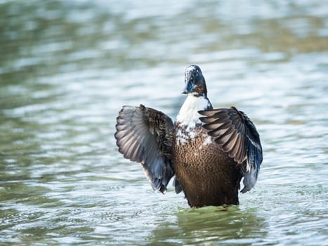 A male Mallard Anas platyrhynchos flapping wings