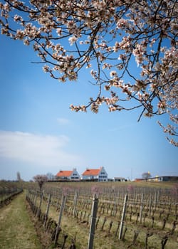 Spring blossom orchard. Abstract blurred background.