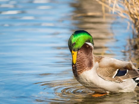 cute male mallard duck cleaning himself on pure lake of bled with reflection in water, bled, slovenia