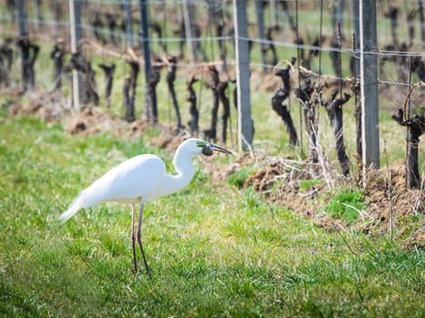 White heron with a mouse as prey in his beak