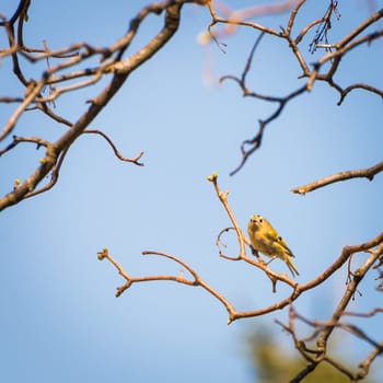 Goldcrest sitting on the branch of a tree in winter.