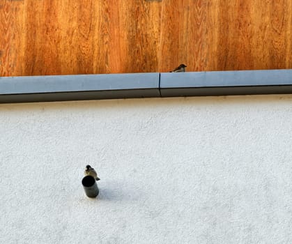 Couple of quarreling old world sparrows sitting on an improvised nest at a housewall, looking in different directions