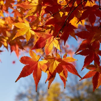 Japanese maple, Acer Palmatum with bright coloration in a park in autumn