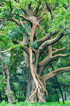 Majestic green ethereal tree with thick trunk in city park Hawassa, Ethiopia wilderness