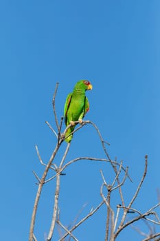white-fronted amazon (Amazona albifrons) also known as the white-fronted parrot, or spectacled amazon parrot. El Coco, Wildlife and birdwatching in Costa Rica.
