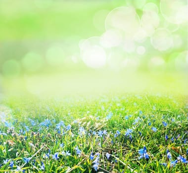 grass and flower field under the morning sunlight