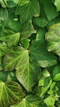 view of Green Leaves Texture Background
