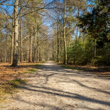 Mastenbos forrest in Kapellen during springtime