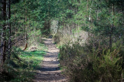 Mysterious hiking path in the thick and green pine forest. Beauty in nature in Mastenbos Kapellen.