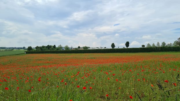 Campo con hierba verde y amapolas rojas contra el cielo del atardecer