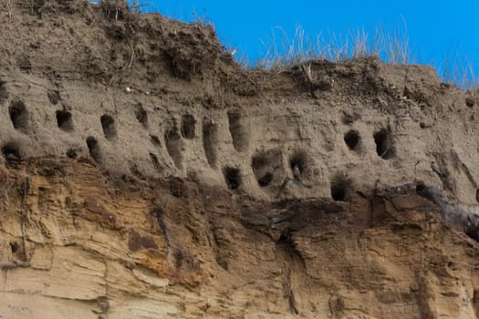 Swallows for swallows on the cliffs of Ahrenshoop city on the Baltic Sea peninsula Darss in Germany in summer.