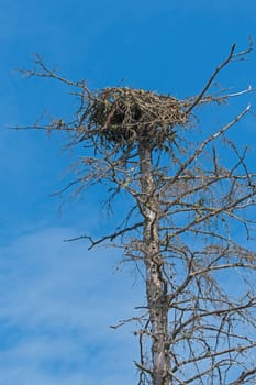 Osprey Nest on a Dead Tree in Prince Edward Island National Park on Prince Edward Island in Canada