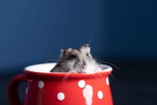 Funny little hamster in a red coffee cup. Good morning and coffee concept.