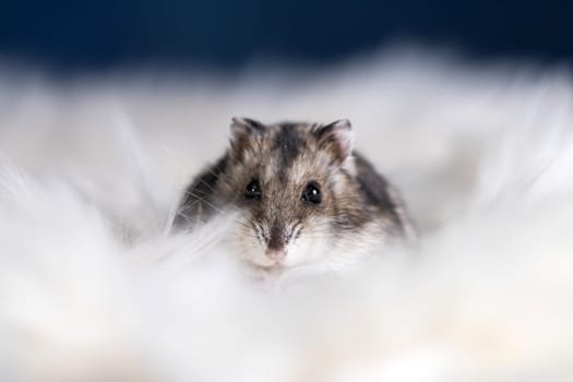 Funny hamster in fluffy white fur