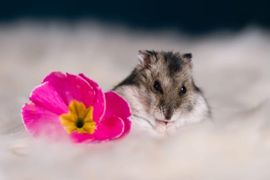 Funny hamster among the flowers in fluffy white fur