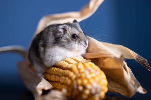 Studio photo of funny little hamster with corn