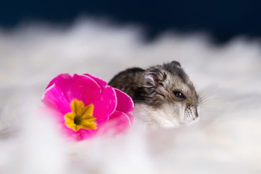 Funny hamster among the flowers in fluffy white fur