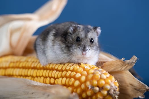 Studio photo of funny little hamster with corn