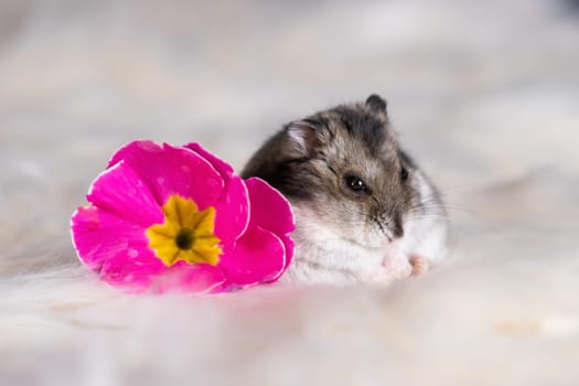 Funny hamster among the flowers in fluffy white fur