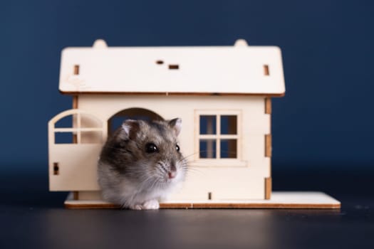 Studio photo of funny little hamster  in a wooden small house