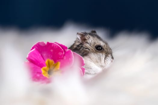 Funny hamster among the flowers in fluffy white fur