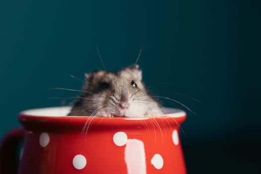 Funny little hamster in a red coffee cup. Good morning and coffee concept.