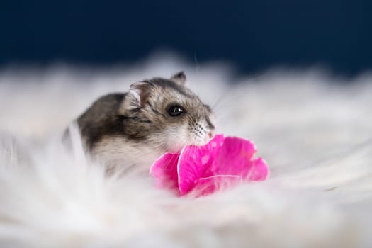 Funny hamster among the flowers in fluffy white fur